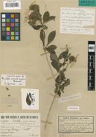 Isotype of Pavetta globularis Bremek. [family RUBIACEAE]
