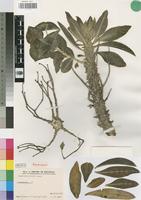 Paratype of Euphorbia wildii Leach [family EUPHORBIACEAE]