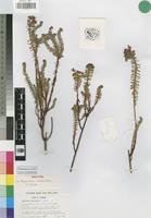 Isotype of Euphorbia crebrifolia S.Carter [family EUPHORBIACEAE]