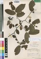 Paratype of Popowia chasei N. Robson [family ANNONACEAE]