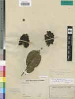 Isotype of Tiliacora gossweileri Exell [family MENISPERMACEAE]