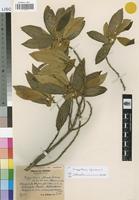 Isotype of Kiggelaria flavo-velutina Sleumer [family FLACOURTIACEAE]