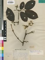 Isotype of Vangueriopsis gossweileri Robyns [family RUBIACEAE]