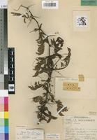 Holotype of Acacia torrei Brenan [family LEGUMINOSAE-MIM]