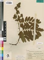 Isotype of Dalbergia malangensis P.Sousa [family LEGUMINOSAE-PAP]