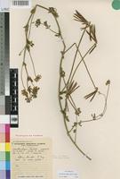 Paratype of Lotus discolor E.Mey. subsp. mollis Gillett [family LEGUMINOSAE-PAP]