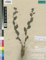 Isotype of Tryphostemma gossweileri Hutchinson & Pearce [family PASSIFLORACEAE]