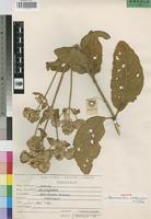 Holotype of Haumaniastrum membranaceum A.J.Paton [family LABIATAE]