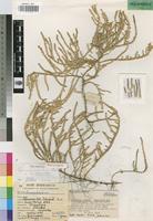 Holotype of Sarcocornia mossambicensis Brenan [family CHENOPODIACEAE]
