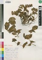Paratype of Euphorbia wildii Leach [family EUPHORBIACEAE]