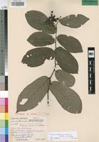 Paratype of Popowia chasei N. Robson [family ANNONACEAE]