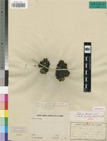 Isotype of Tiliacora gossweileri Exell [family MENISPERMACEAE]
