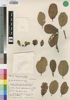 Isotype of Monotes glandulosissimus Hutchinson [family DIPTEROCARPACEAE]