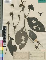 Isotype of Uragoga hirsuticalyx R.D.Good [family RUBIACEAE]