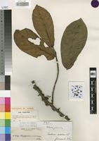 Isotype of Rhaptopetalum sindarense Pellegr. [family SCYTOPETALACEAE]