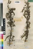 Isotype of Acacia torrei Brenan [family LEGUMINOSAE-MIM]