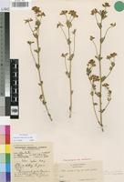 Paratype of Lotus discolor E.Mey. subsp. mollis Gillett [family LEGUMINOSAE-PAP]