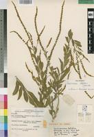 Isotype of Lophiocarpus latifolia Norwicke [family PHYTOLACCACEAE]