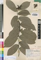 Paratype of Popowia chasei N. Robson [family ANNONACEAE]