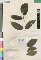 Holotype of Dichapetalum zambesianum Torre [family DICHAPETALACEAE]