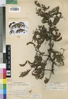 Isotype of Acacia torrei Brenan [family LEGUMINOSAE-MIM]