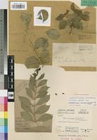 Syntype of Strychnos leiosapala Gilg & Busse [family LOGANIACEAE]