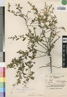 Isotype of Seddera suffruticosa (Schinz.) Hall. f. var. suffruticosa [family CONVOLVULACEAE]