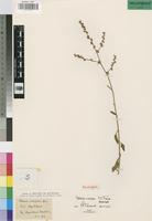 Paratype of Celosia nervosa C.C.Towns. [family AMARANTHACEAE]