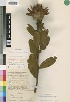 Paratype of Protea crinita Beard. [family PROTEACEAE]