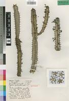 Holotype of Euphorbia gracilicaulis Leach [family EUPHORBIACEAE]