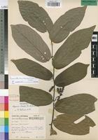 Paratype of Popowia chasei N. Robson [family ANNONACEAE]
