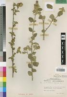Isotype of Hibiscus rupicola Exell [family MALVACEAE]