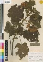 Isotype of Dombeya trichoclada Mildbr. [family STERCULIACEAE]