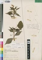 Isotype of Impatiens psychantha Launert [family BALSAMINACEAE]