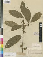 Isotype of Dichapetalum bakerianum Exell [family DICHAPETALACEAE]