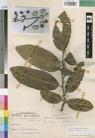 Paratype of Dichapetalum zambesianum Torre [family DICHAPETALACEAE]