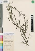 Isotype of Cissus granitica Wild. & Drummond [family VITACEAE]