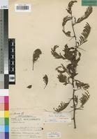 Isotype of Acacia torrei Brenan [family LEGUMINOSAE-MIM]