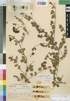 Holotype of Crotalaria variegata Welw. ex Baker var. humpatensis Torre [family LEGUMINOSAE-PAP]
