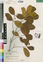 Holotype of Memecylon torrei R.Fernandes & A.Fernandes [family MELASTOMATACEAE]