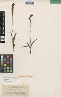 Isotype of Schizochilus lepidus Summerh [family ORCHIDACEAE]