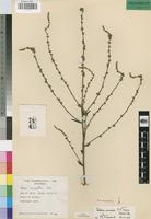 Paratype of Celosia nervosa C.C.Towns. [family AMARANTHACEAE]