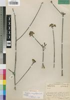 Holotype of Euphorbia congestiflora Leach [family EUPHORBIACEAE]