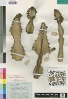 Holotype of Euphorbia dispersa Leach [family EUPHORBIACEAE]