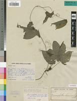 Isotype of Dioscoreophyllum gossweileri Exell [family MENISPERMACEAE]