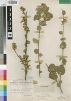 Holotype of Hibiscus rupicola Exell [family MALVACEAE]