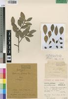 Isotype of Erythroxylum emarginatum Thorn. var. dekindtii Engl. [family ERYTHROXYLACEAE]
