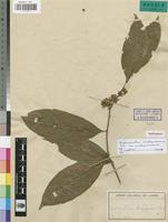 Isotype of Dichapetalum bakerianum Exell [family DICHAPETALACEAE]