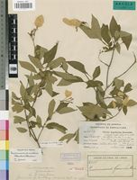 Syntype of Pseudomussaenda gossweileri Wernham [family RUBIACEAE]