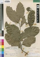 Paratype of Dichapetalum zambesianum Torre [family DICHAPETALACEAE]